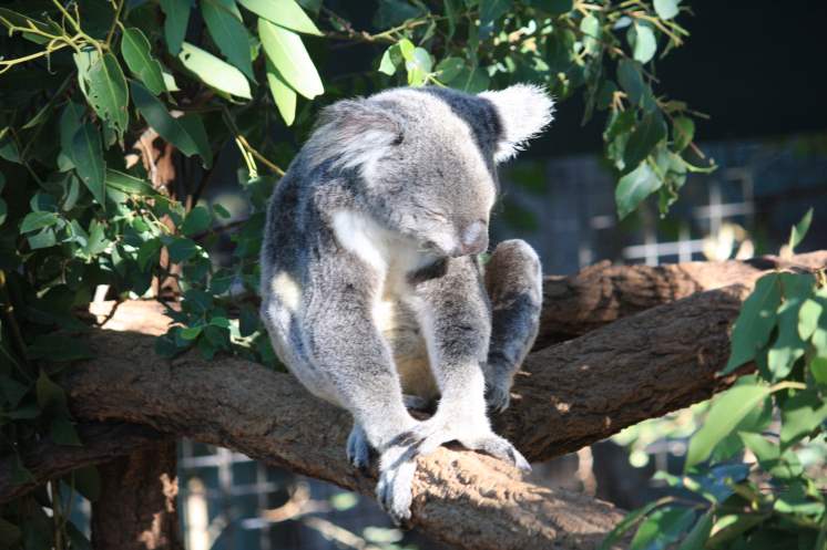 Lone Pine Koala Sanctuary